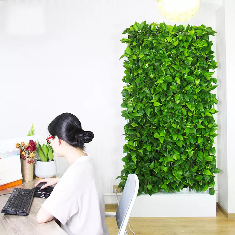 ชุดปลูกพืชไฮโดรโปนิกส์ในร่ม 2  - Hydroponic Kit บทวิจารณ์และราคา