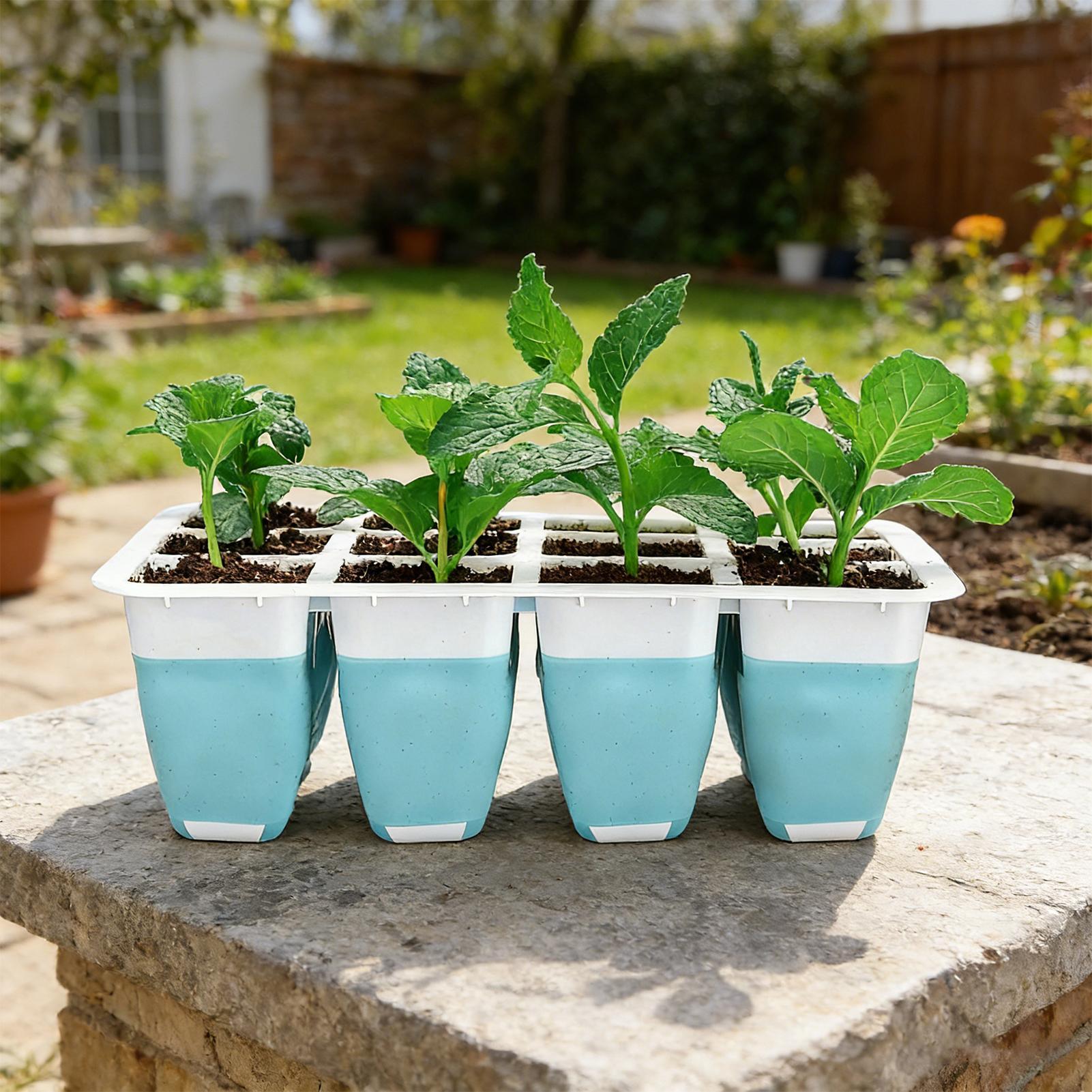 ถาดเพาะเมล็ดซิลิโคน 5 ชิ้น 60  - Seed Starter Tray บทวิจารณ์และราคา