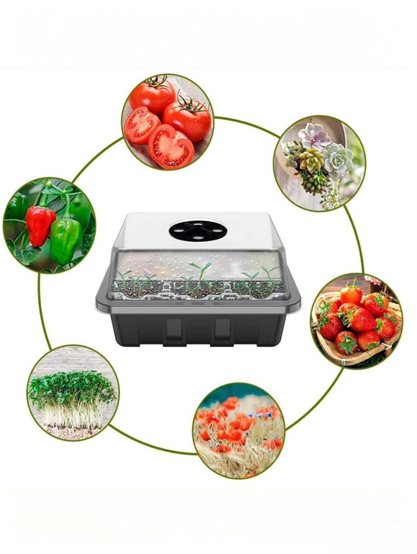 ถาดเพาะกล้า 1/2 ชิ้น 6/12 หลุม - Seed Starter Tray บทวิจารณ์และราคา