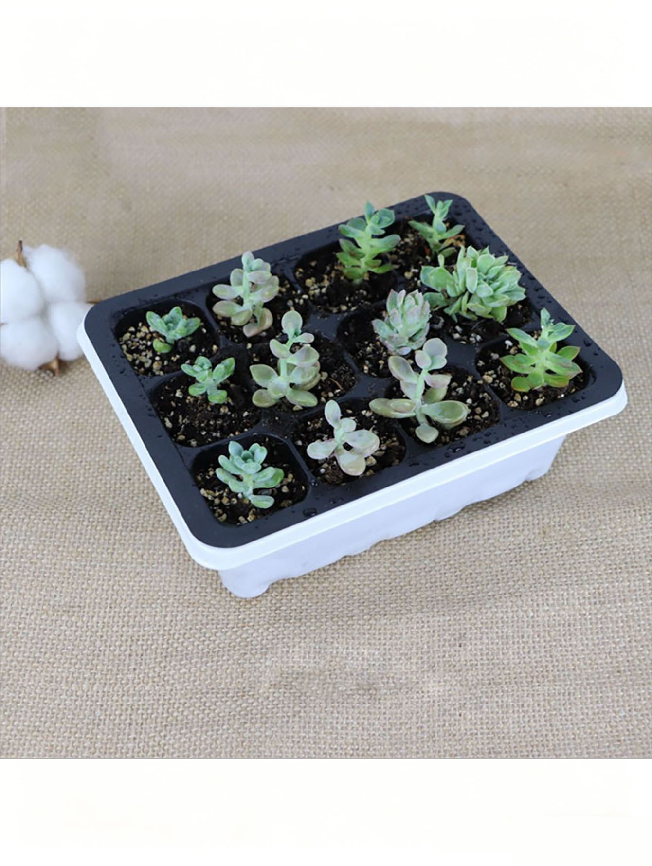 ถาดเพาะกล้า 1/2 ชิ้น 6/12 หลุม - Seed Starter Tray บทวิจารณ์และราคา