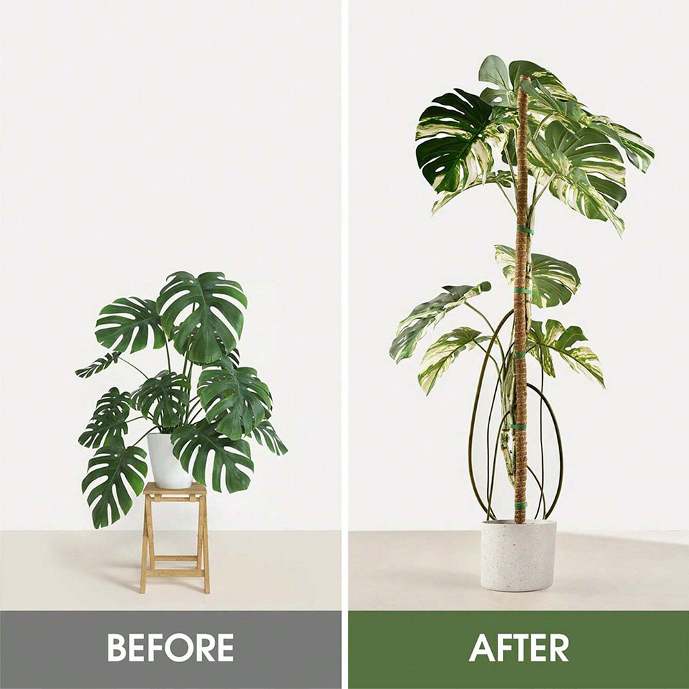 เสาไม้สำหรับพืช ไม้ค้ำยันสำหรั - Indoor Herb Garden บทวิจารณ์และราคา